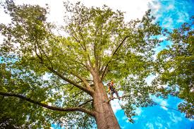 Best Mulching Services  in Windermere, FL