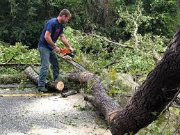 Best Lawn Renovation and Restoration  in Windermere, FL