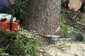 Best Pest Control for Lawns  in Windermere, FL