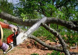 Windermere, FL Tree Removal Company