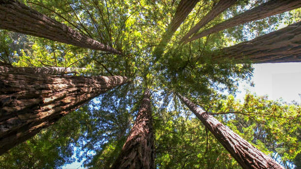 Best Tree Fertilization  in Windermere, FL