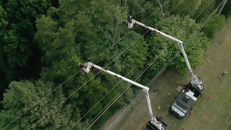 Best Tree Removal  in Windermere, FL