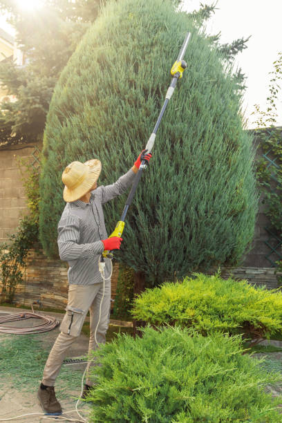 Mulching Services in Windermere, FL