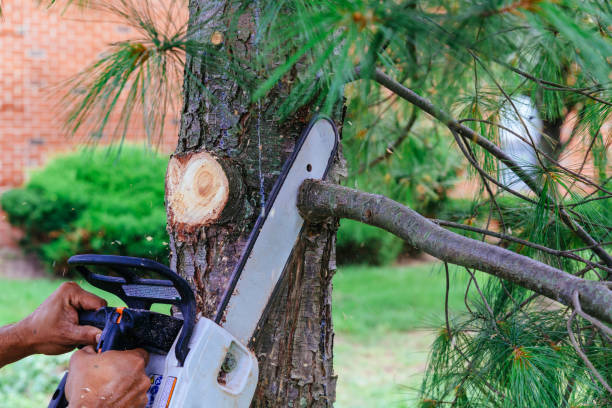 Best Tree Disease Treatment  in Windermere, FL